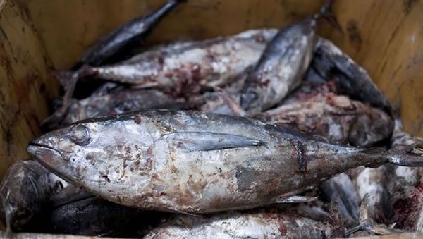 Le thon jaune de l’Océan Indien en danger
