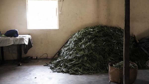 «Je dénonce l’existence d’une mafia dans la filière vanille»