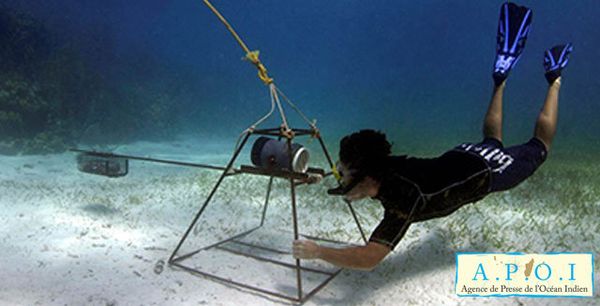 Mondial Fin Print recense les requins de Nosy Be