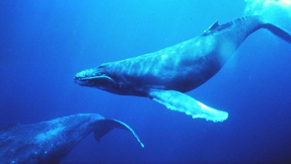 Madagascar: le retour des baleines, une aubaine pour les scientifiques