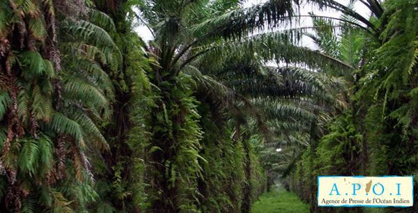 Des plantations villageoises de palmiers à huile