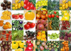 Vente de plants potagers