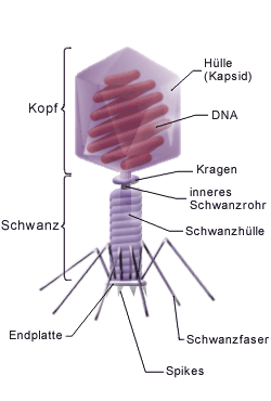 Aufbau von BakterioPhage-Lukopolis
