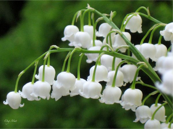 1er mai : Pourquoi offre-t-on du muguet ?