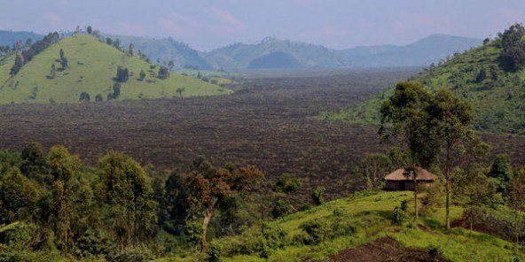 Une forêt en RDC
