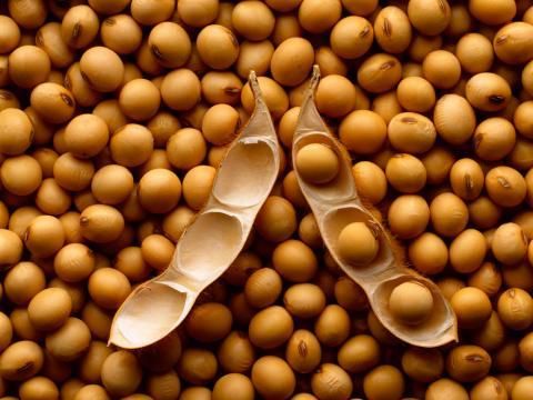 Des grains de soja.