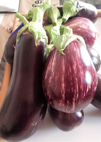 Ma récolte aujourd'hui......AUBERGINES!!!!