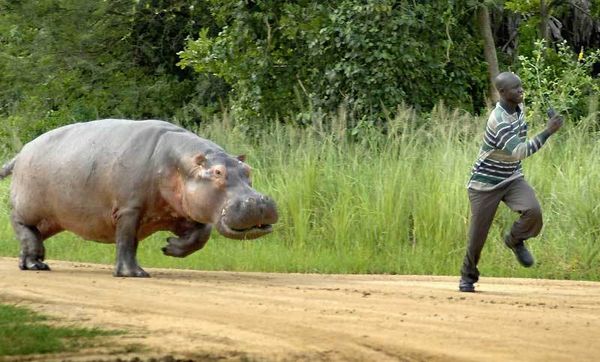 Kongo central : Des hippopotames dévastent des plantations à Luangu Nzambi