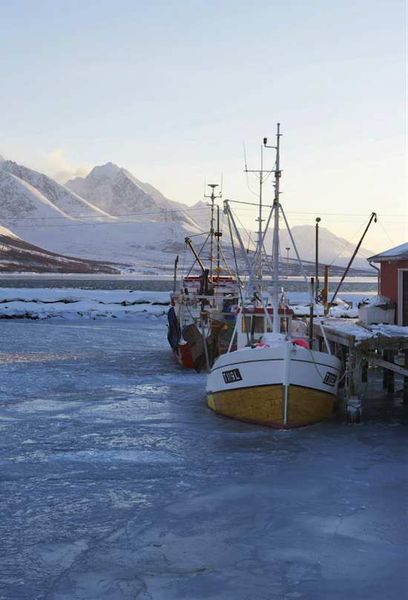 Le Skrei : Du cabillaud norvégien dans votre assiette