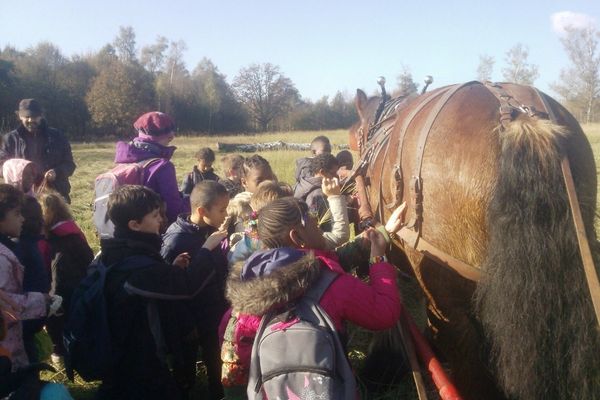 Dernière coupe à Grosbois.