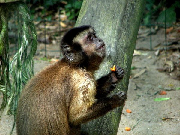 Petit singe
