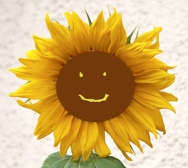 Happy Summer