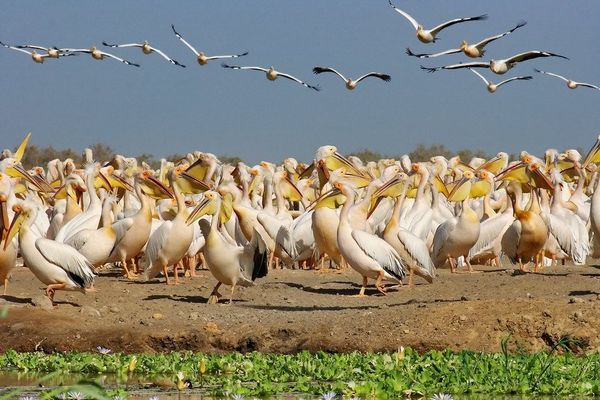Saint Louis, le cœur historique du Sénégal
