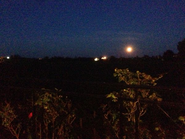 De l'influence de la pleine lune sur les vignes et les garous...