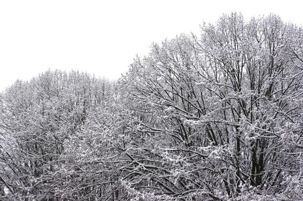 Schnee am Geburtstag