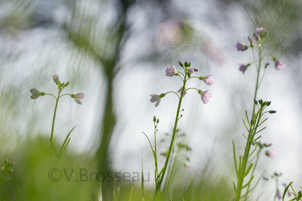 Cardamines des prés ...
