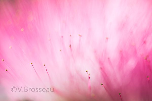 Les filaments d'albizia ...