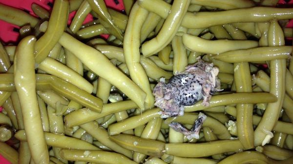 Une femme de Clermont-Ferrand trouve une grenouille en ouvrent sont sac a haricos verts