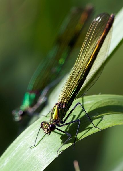 LIBELLULES VRAIES ou DEMOISELLES ...VOUS (RE)CONNAISSEZ ?