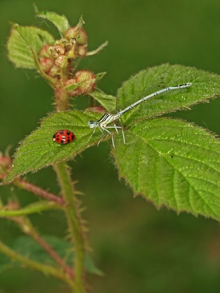 LIBELLULES VRAIES ou DEMOISELLES ...VOUS (RE)CONNAISSEZ ?