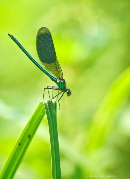 LIBELLULES VRAIES ou DEMOISELLES ...VOUS (RE)CONNAISSEZ ?