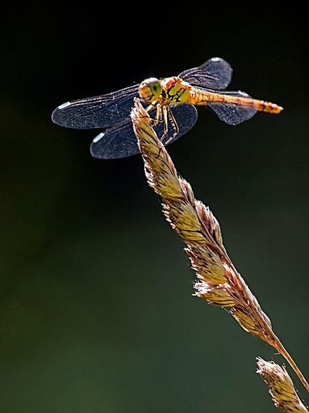 LIBELLULES VRAIES ou DEMOISELLES ...VOUS (RE)CONNAISSEZ ?