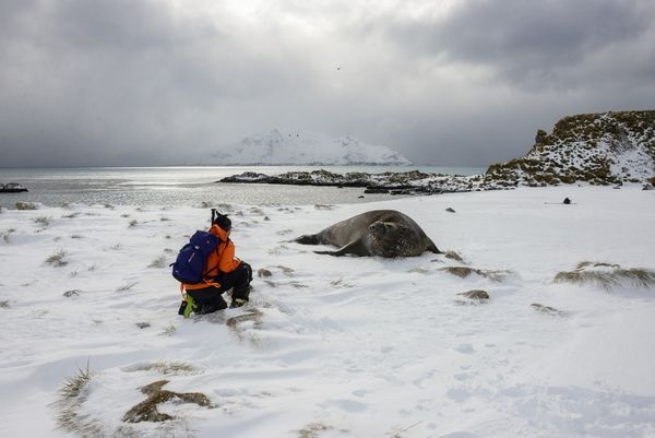 deux éléphants de mer dans la baie des Iles