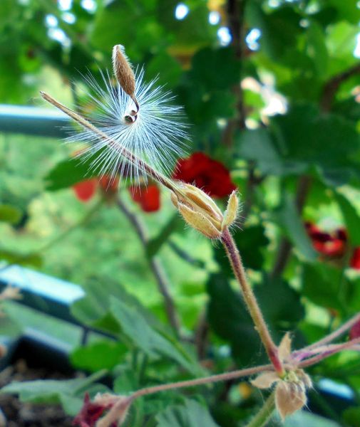 Graine de fleur prête à s'envoler