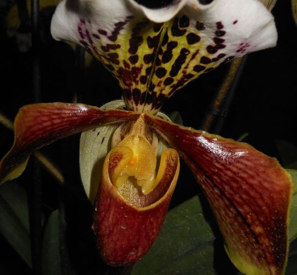Dans le coeur de l'orchidée
