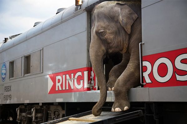 Running Away with the Circus./Stephanie Sinclair,