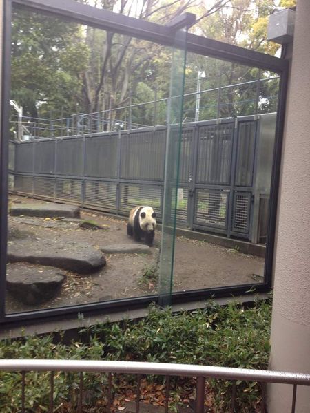 Le zoo de Ueno