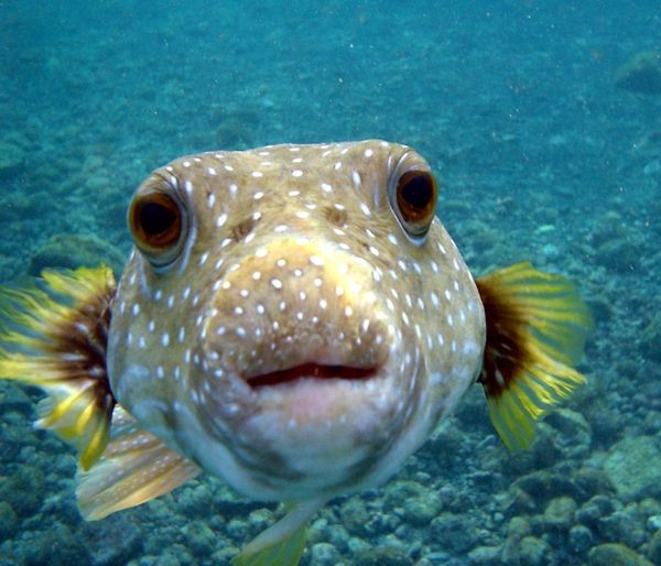 Poisson d'avril !