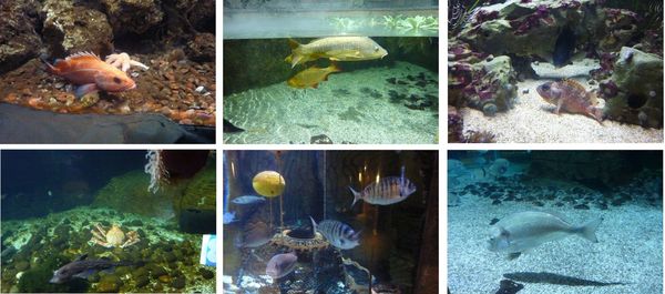 Aquarium Sea Life