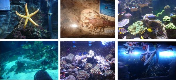 Aquarium Sea Life