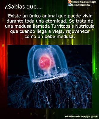 IMAGEN DONDE SE HABLA DE La medusa Turritopsis,ENTRE OTRAS COSAS MAS
