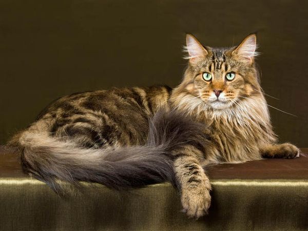 Connaissez-vous le maine coon ?
