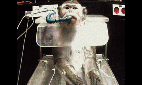 expérimentation animale : la vie infernale des primates