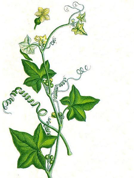 La Bryone