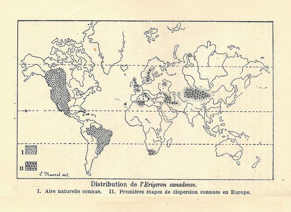 la Vergerette du Canada