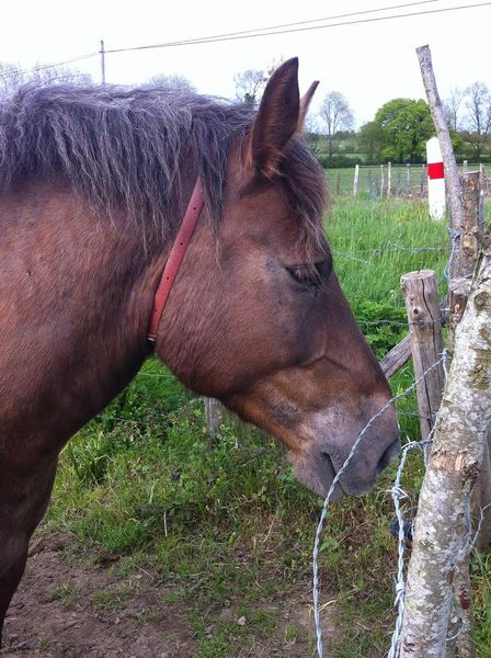 Et pendant ce temps-là chez les chevaux...
