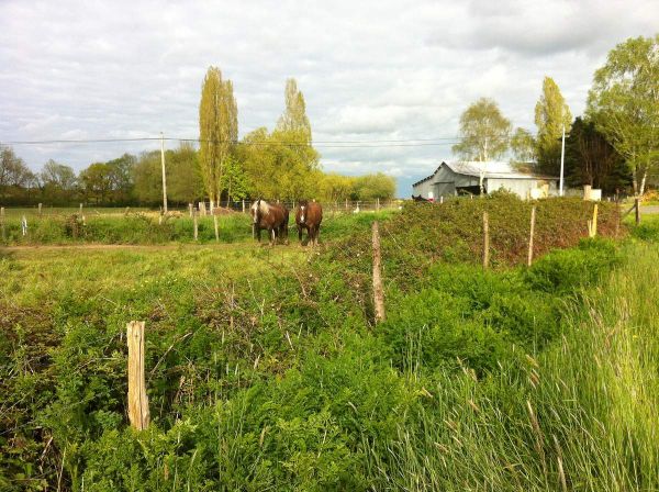 La clôture moribonde ravigotée et les deux blonds