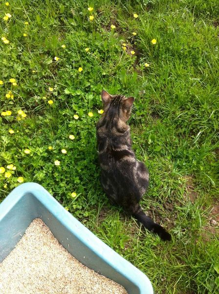 Jim le chat