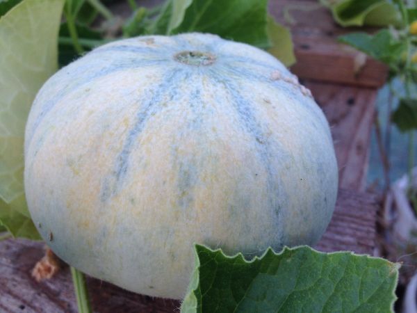Premier melon ! Il sentait si bon...