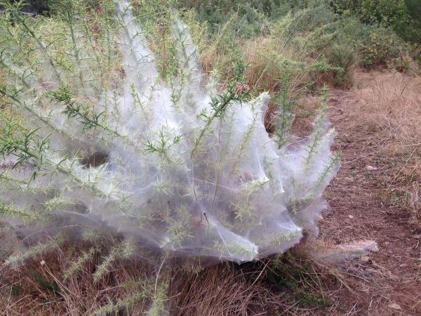 L'art est dans la nature