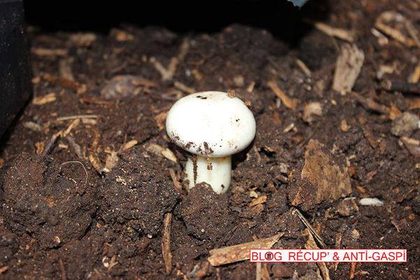 Des champignons dans mon compost !