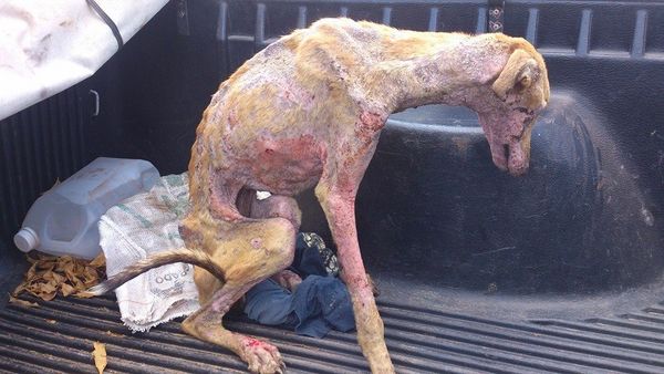 Appel de Proyecto Galgo Argentina pour la fin des courses, à votre souris !