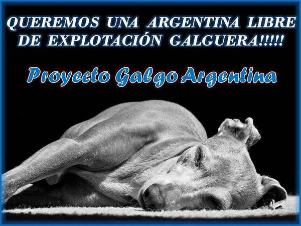 POUR UNE ARGENTINE LIBRE DE L'EXPLOITATION DES GALGOS