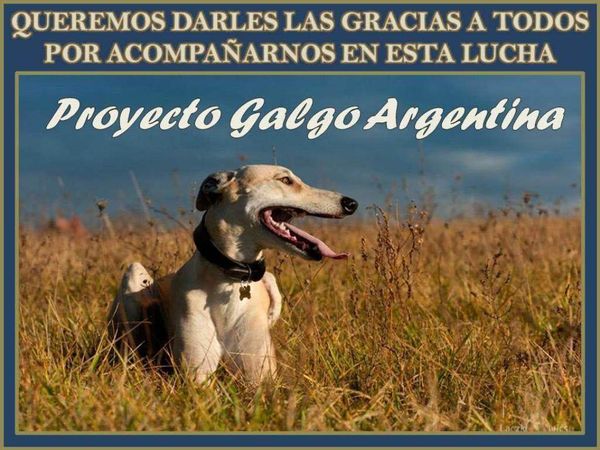 Fin des courses de Lévriers en Argentine, une semaine bien mal commencée mais