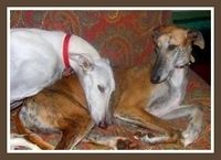Galgos, des compagnons merveilleux !