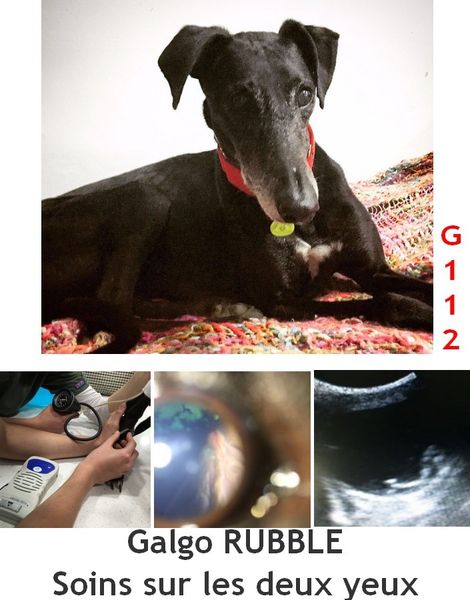 S.O.S. pour Rubble, galgo aveugle de GALGOS 112